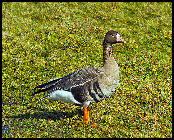 White-fronted Goose, Slimbridge, March 2011