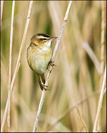 Sedge Warbler, Upton Warren Moors, 01 May 2009