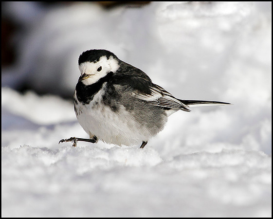 Pied Wagtail, Bromsgrove, 06 January 2010