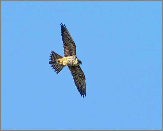 Hobby, Worcestershire, August 2010