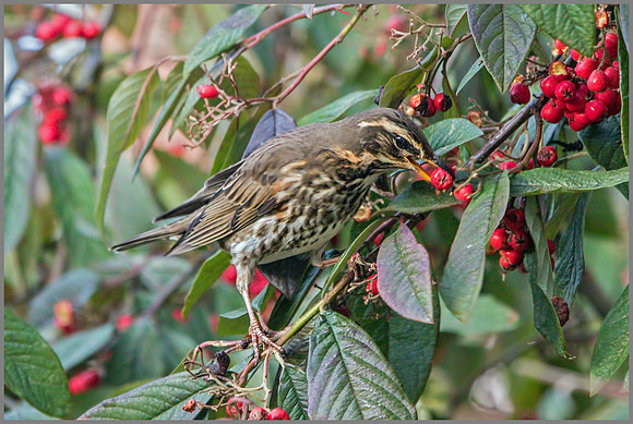 Redwing (Turdus iliacus), Garden, January 2015