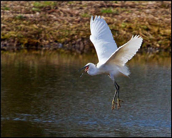 Little Egret, Upton Warren Moors, 21 April 2010
