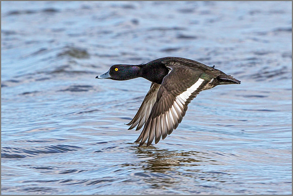 Drake Tufted Duck (Aythya fuligula).