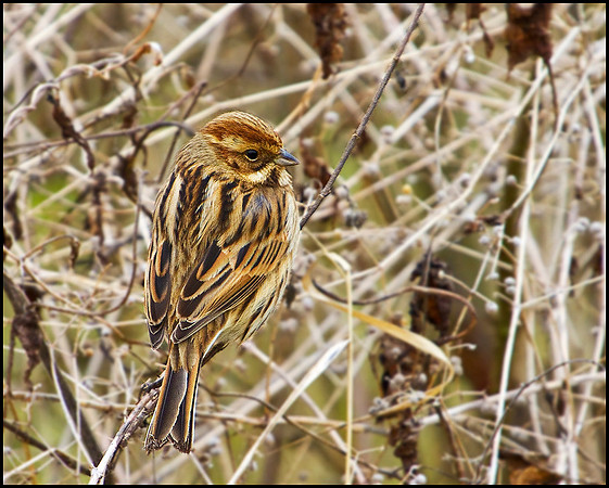 Reed Bunting, Upton Warren Moors, 08 February 2010