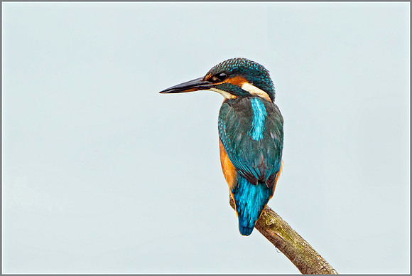Common Kingfisher (Alcedo atthis), Upton Warren NR, September 2016