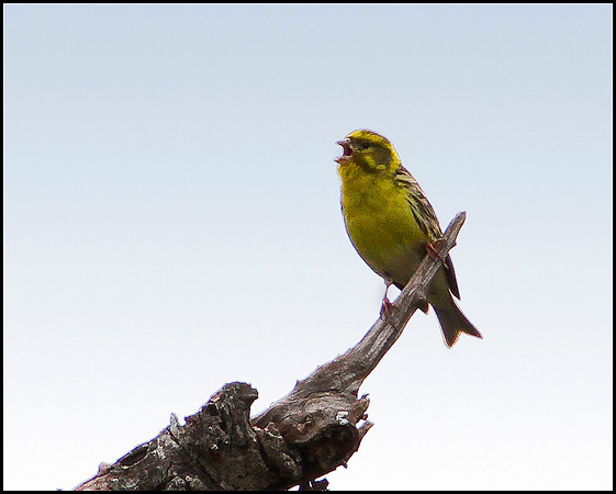 Serin, Mallorca, May 2010