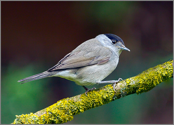 Blackcap, Garden, 20 February 2012