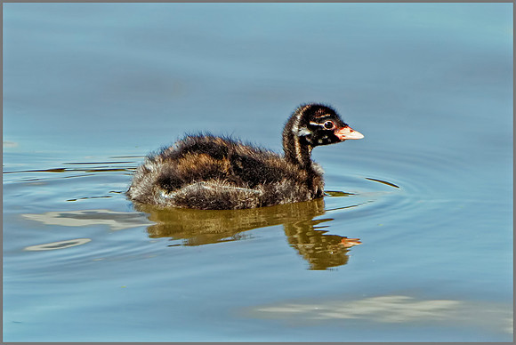 Little Grebe Chick (Tachybaptus ruficollis), Upton Warren NR, August 2016