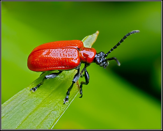 Red or Scarlet Lily Beetle (Lilioceris lilii), Bromsgrove, June 2012