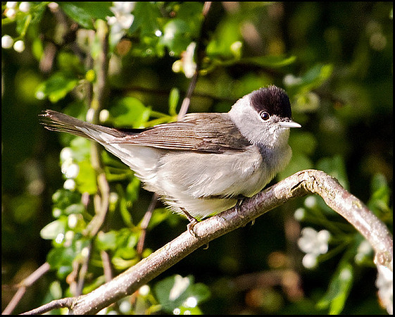 Blackcap, Upton Warren Moors, 29 April 2009