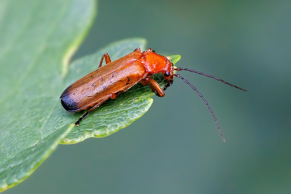 Common Red Soldier Beetle - Rhagonycha fulva, Monkwood, August 2022
