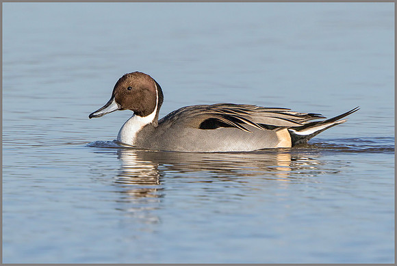 Drake Pintail (Anas acuta), Slimbridge, December 2014