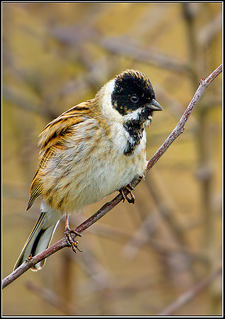Male Reed Bunting, Upton Warren Moors, 08 March 2012