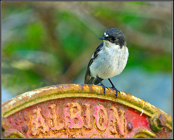 Pied Flycatcher, Powys, 03 June 2011