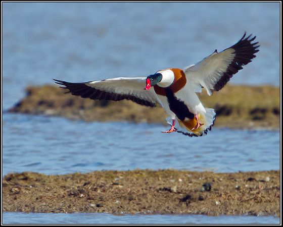 Shelduck, Norfolk, April 2012