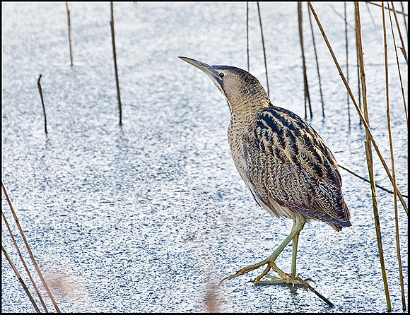 Bittern, Upton Warren Moors, 07 February 2009