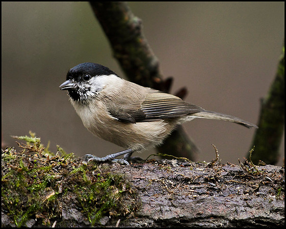 Marsh Tit, Whitacre Heath, 11 December 2009