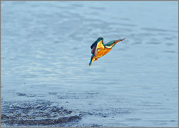 Female Kingfisher (Alcedo atthis), Upton Warren, October 2014