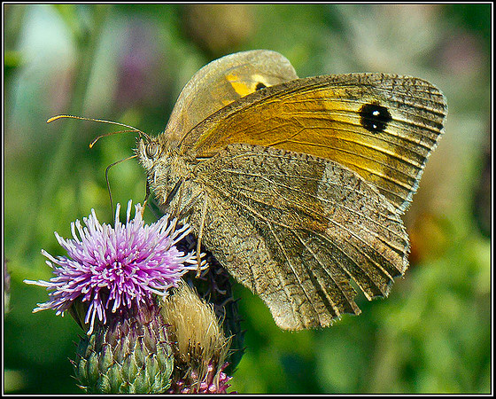 Female Meadow Brown, Bromsgrove 24 July 2011
