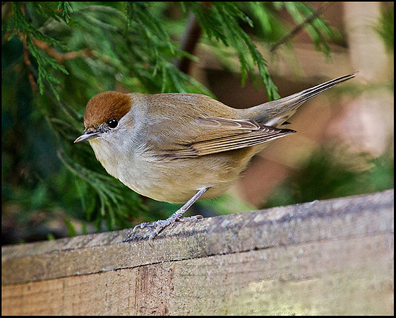 Female Blackcap, Garden, 04 March 2009
