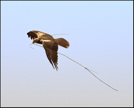 Marsh Harrier, Titchwell, April 2009