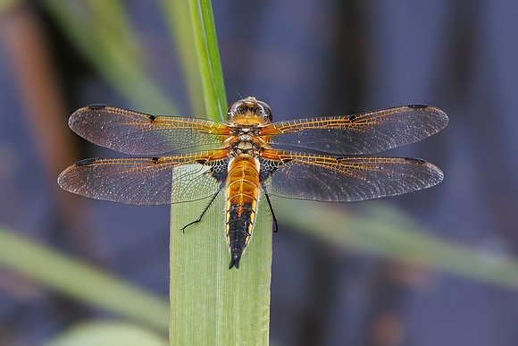 Four-spotted Chaser - Libellula quadrimaculata, Wales, June 2022