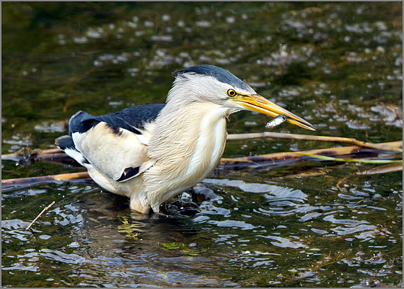 Little Bittern (Ixobrychus minutus), Mallorca, May 2014