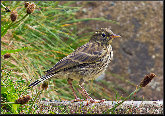 Juvenile Rock Pipit, Anglesey, June 2012