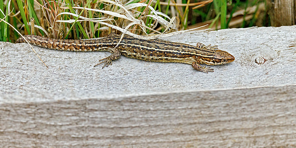Common Lizard - Zootoca vivipara, Norfolk, May 2022