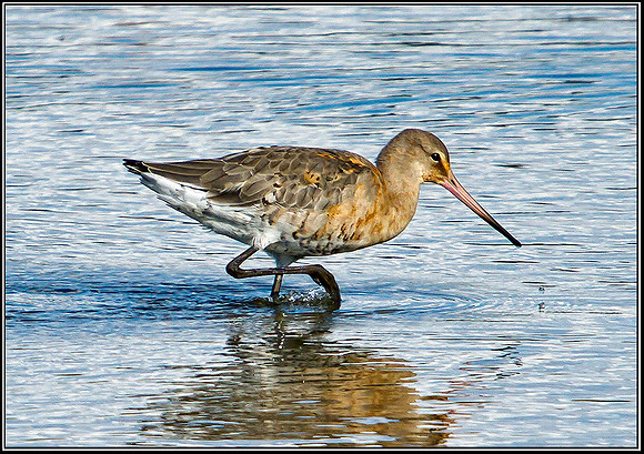 Black-tailed Godwit (Limosa limosa), Upton Warren Flashes, 20 August 2012