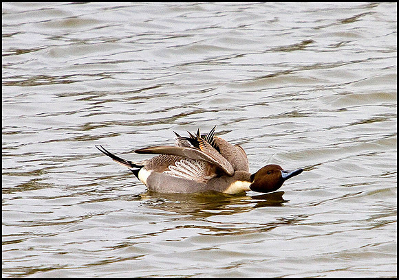 Pintail, Upton Warren Moors, 08 February 2010