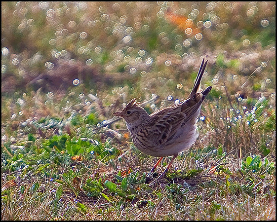 Skylark, Shenstone, 25 March 2010