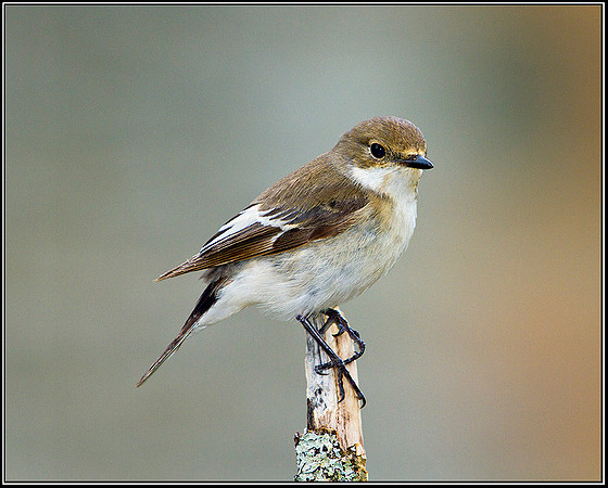 Pied Flycatcher, Powys, 10 June 2011