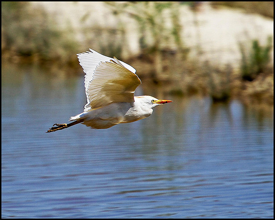 Cattle Egret, Mallorca, May 2010