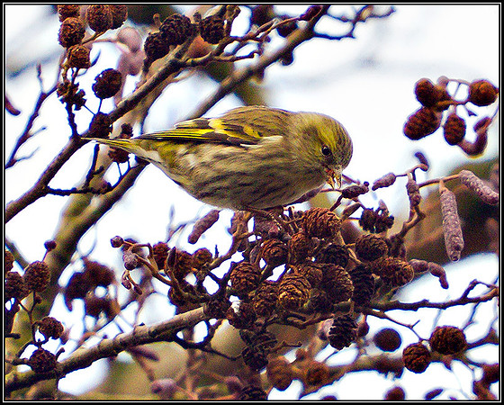 Siskin, Bromsgrove, January 2011