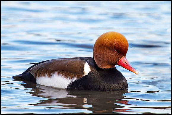 Red-crested Pochard, Slimbridge WWT, 11 February 2010