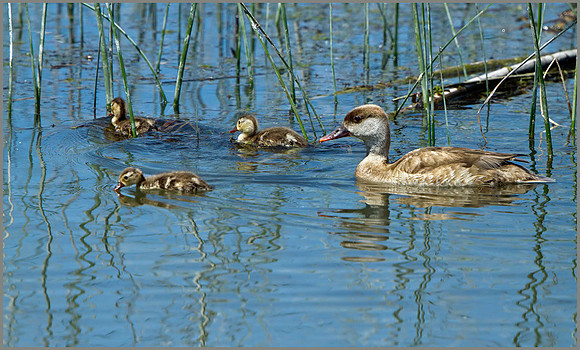 Red-crested Pochard (Netta rufina) with Ducklings, Mallorca, May 2104