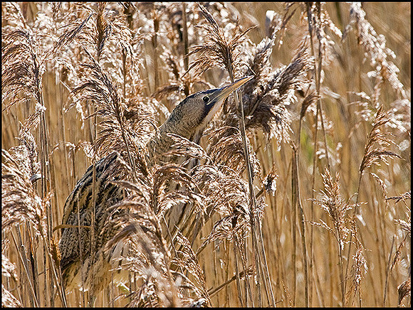 Bittern, Upton Warren Moors, 07 February 2009