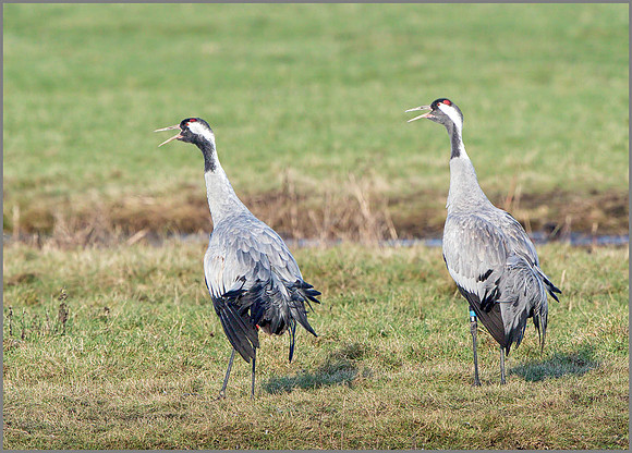 Common Cranes (Grus grus), Slimbridge WWT, November 2014