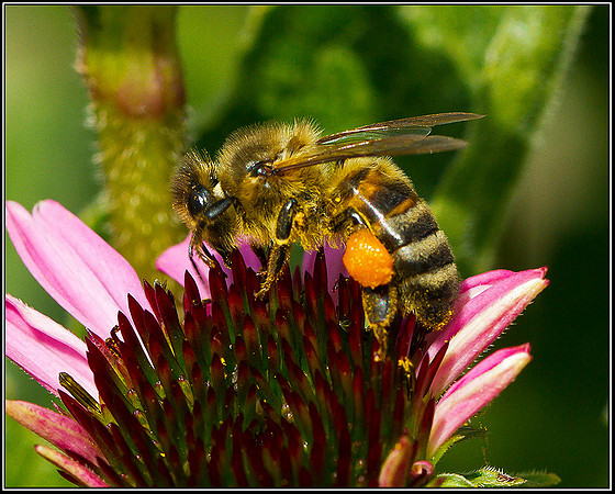 Honey Bee, Bromsgrove, 25 August 2011
