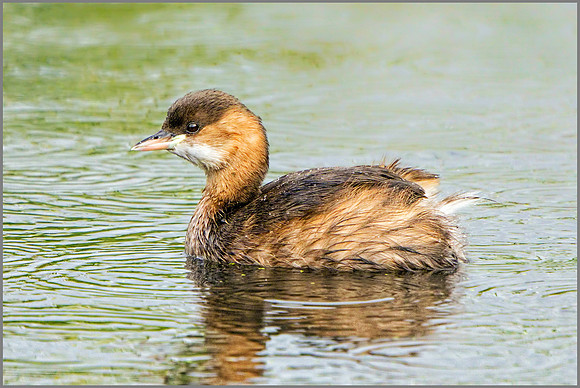 Little Grebe (Tachybaptus ruficollis), Upton Warren NR, October 2016