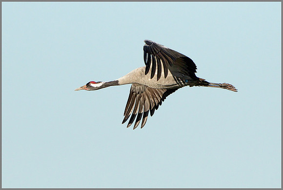 Common Crane (Grus grus), Slimbridge, December 2014