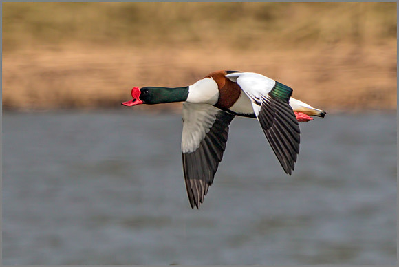 Drake Shelduck (Tadorna tadorna).