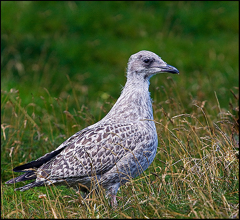Juvenile Herring Gull, Anglesey, July 2009