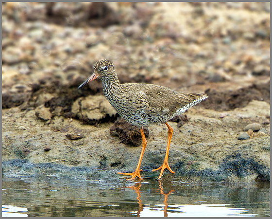 Redshank (Tringa totanus), Upton Warren NR, June 2014