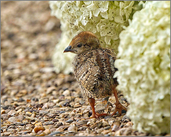 Red-legged Partridge Chick (Alectoris rufa), Warwickshire, July 2014