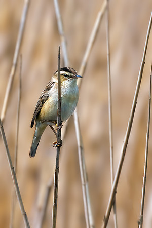 Sedge Warbler - Acrocephalus schoenobaenus, Norfolk, May 2022