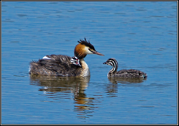 Great Crested Grebe with Chicks, Upton Warren Moors, 20 June 2012