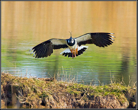 Lapwing, Upton Warren Flashes, 21 March 2012