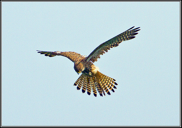 Kestrel, Malvern, 26 May 2011